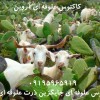 مزرعه کاکتوس علوفه‌ای استان فارس